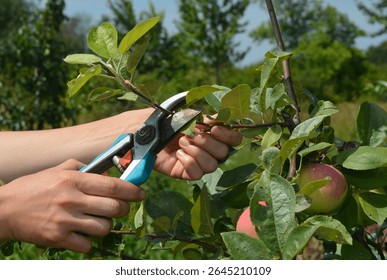 Apple tree summer pruning. How to prune apple trees in summer garden