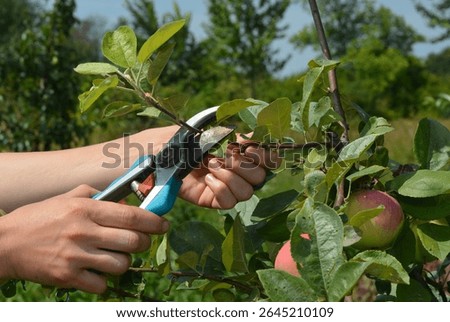 Apple tree summer pruning. How to prune apple trees in summer garden