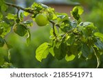 An apple tree in the sun
