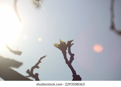 Apple tree in the sun