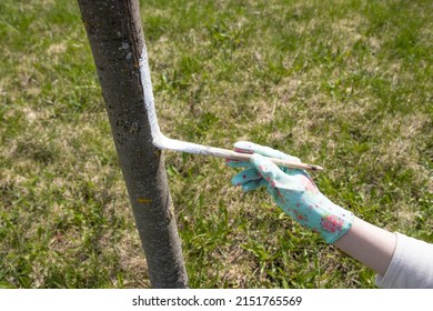 Apple tree trunk, protection against pests and diseases, chalk whitewashing. Applying whitewash to wood. Spring preventive work in the garden.