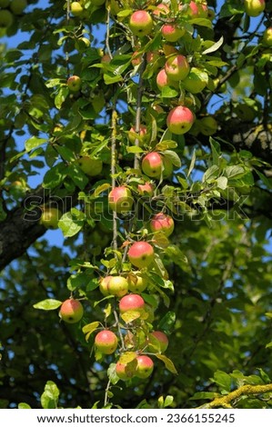 Similar – Image, Stock Photo ripe apples on a tree