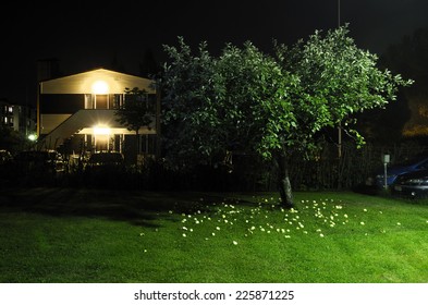 Apple Tree In The Yard Next To Car Parking At Night, Horizontal