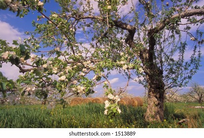 Apple Trees In Bloom In Annapolis Valley, Nova Scotia