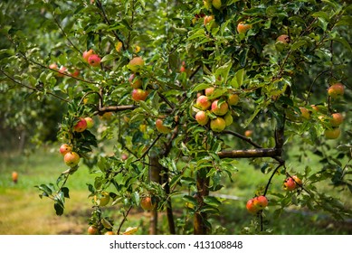 Apple Trees In The Garden