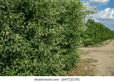 Apple trees growing in rows within an orchard, featuring lush green foliage and visible young apples, alongside a dirt path under a clear sky, concept of fruit farming, agriculture, healthy food