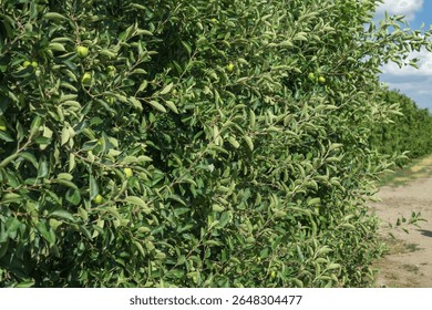 Apple trees growing in rows within an orchard, featuring lush green foliage and visible young apples, alongside a dirt path under a clear sky, concept of fruit farming, agriculture, healthy food