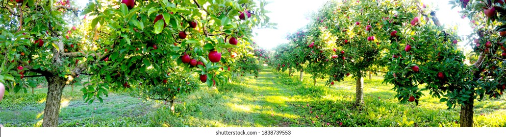 Apple Trees In An Orchard, With Fruits Ready For Harvest.morning Panorama Shot