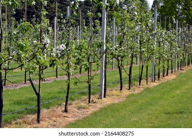 Apple trees in an orchard. Orchard irrigation system.  Drip iIrrigation of fruit trees. Spring Scene in blooming orchard. Gardening and agricultural concept