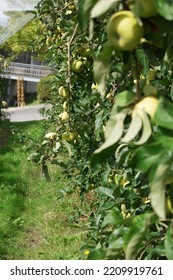 Apple Trees In An Orchard Path Way 
 