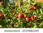 Apple trees with ripe red apples in the garden. Natural red apples on branches of trees. Autumn apple orchard. Red juicy apples in apple orchard.