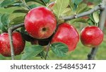 Apple trees with ripe red apples in the garden. Natural red apples on branches of trees. Autumn apple orchard.leaf, fruit, nature, tree, ripe, red, agriculture, organic, growth, harvest