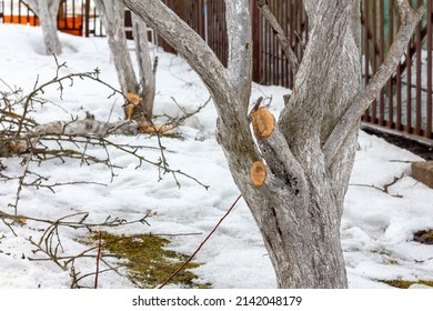 Apple Trees In The Winter Garden With Cut Branches. Sanitary Pruning Of Diseased Damaged Branches. Fruit Tree Care Concept