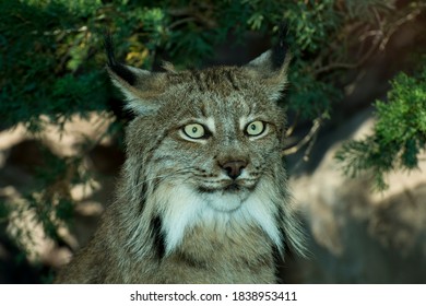 Apple Valley, Minnesota. Canada Lynx, Lynx Canadensis.