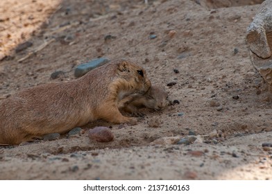 Apple Valley, Mn. Minnesota Zoo.  Black Tailed Prairie Dog, Cynomys Ludovicianus.  Parent Grooming And Nuzzling With The Young.