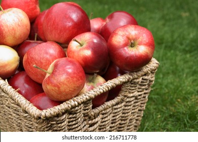 Apple Variety Malus Domestica Discovery At Harvest Time