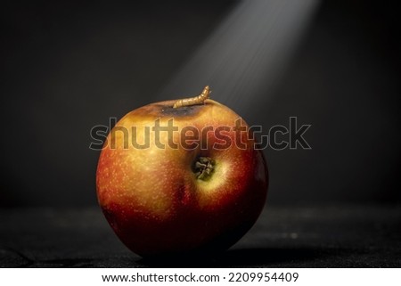 apple worm staring at the light