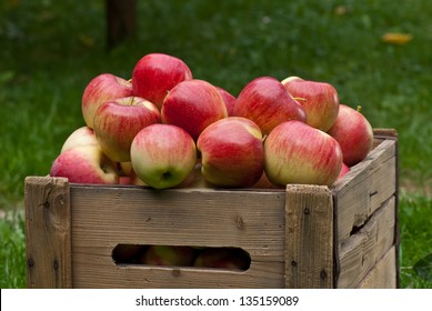 apples