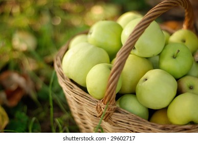Снежный Кальвин Яблоки Фото