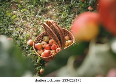 Apples in basket on green grass in autumn orchard. Apple harvest and picking apples on farm in autumn. Background