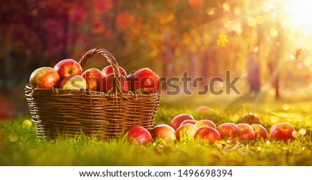 Apples in a Basket Outdoor. Sunny Background. Autumn Garden