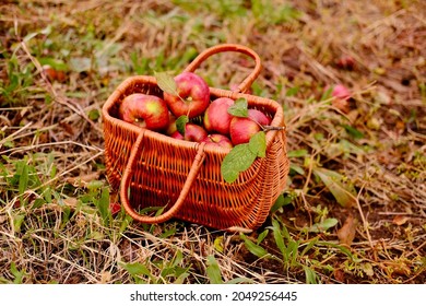 Apples in a Basket outdoor. Wooden basket with organic apples in the autumn apple rural garden.Harvesting High quality photo