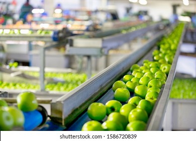 Apples Being Graded In Fruit Processing And Packaging Plant