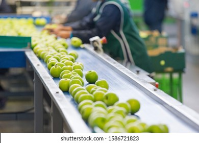 Apples Being Graded In Fruit Processing And Packaging Plant