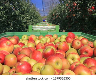 Apples in a boxes after harvest transport between rows of orchard to the cold storage. Farmers pick ripe apples in an orchard that has anti-hail nets
