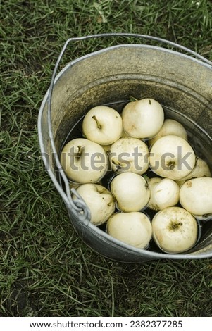 apples bucket apples in a bucket metal bucket