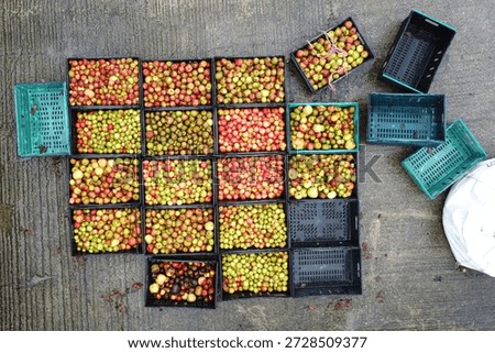 Apples in Crates for Cider Making