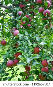 Apples In Crates And On Trees In The Fall In An Apple Orchard Farm In Upstate New York