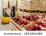 Apples in crates ready for shipping. Cold storage interior.