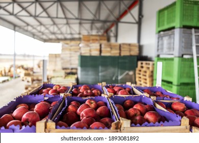 Apples In Crates Ready For Shipping. Cold Storage Interior.