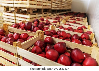 Apples In Crates Ready For Shipping. Cold Storage Interior.