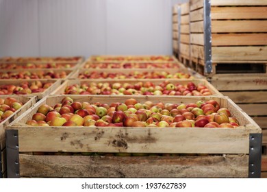 Apples In Crates Ready For Shipping. Cold Storage Interior.