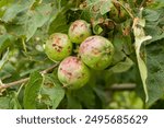 Apples damaged by hail. Ripening of fruits damaged by hail. The hail damaged the apples and leaves on the apple tree. 