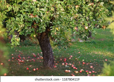 Apples Falling From An Apple Tree