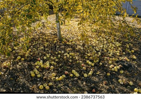 Apples fell from the tree. There are a lot of apples under the apple tree. Apples under a tree. Harvesting. Rational use of natural resources.