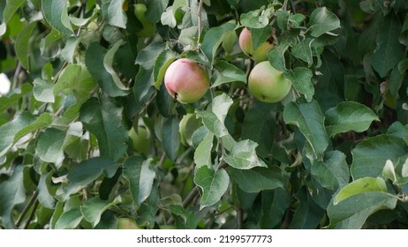 Apples Hang On Branches Of An Apple Tree In Garden.

Outside The Height Of Summer And Sunny Weather, Apple Harvest.