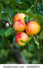 Apples hanging on tree in orchard