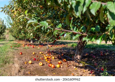 Apples Lie Rotting On The Ground At An Apple Orchard In Green Bluff, Washington, USA