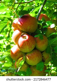 Apples On The Branch Close Up. Orchard In England, Apple Fruit Tree. Red Apples On The Tree. Fruit Farming, Harvest Time, Local Fruits In UK. Apple Picking Season