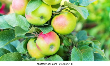 Apples on a columnar apple tree close-up. Columnar apple tree against the background of greenery of the orchard. Beautiful ripe apples on a branch in the garden on a sunny summer day. - Shutterstock ID 2100820441