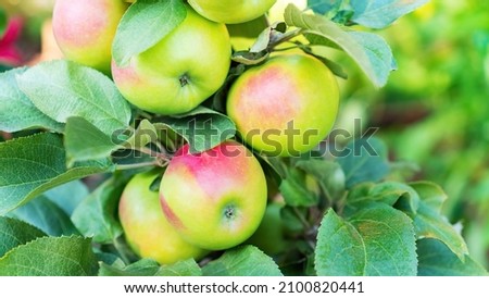 Apples on a columnar apple tree close-up. Columnar apple tree against the background of greenery of the orchard. Beautiful ripe apples on a branch in the garden on a sunny summer day.
