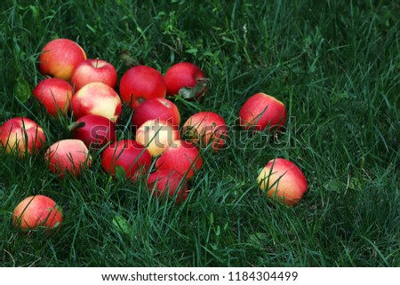 Similar – Image, Stock Photo Ripe apples in domestic garden on the floor.