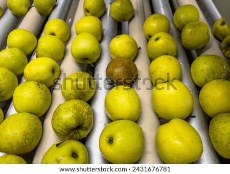 Apples on rolls for preliminary sorting in a fruit wholesaler on the production line. Quality control of golden delicious apples.