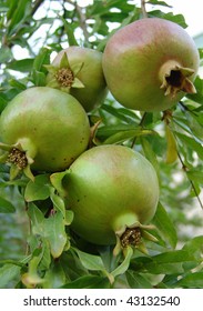 apples on a tree