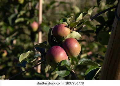 Apples On Tree Branch In Hardanger Norway