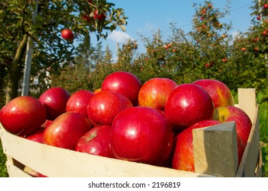 Apples in orchard